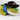 B.B. Gator Black Hat and Blue Bandana